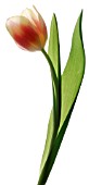 TULIPA, TULIP