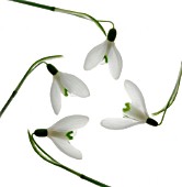 GALANTHUS, SNOWDROP