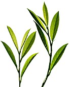 PRUNUS LAUROCERASUS, LAUREL