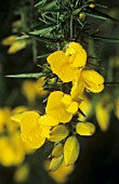 ULEX EUROPAEUS, GORSE