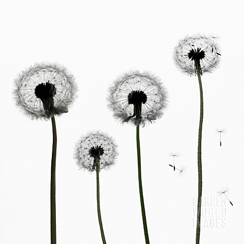 TARAXACUM_OFFICINALE_DANDELION_CLOCK