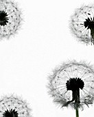 TARAXACUM OFFICINALE, DANDELION CLOCK