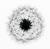 TARAXACUM OFFICINALE, DANDELION CLOCK