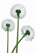 TARAXACUM OFFICINALE, DANDELION CLOCK