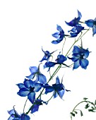 DELPHINIUM, DELPHINIUM