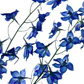 DELPHINIUM, DELPHINIUM