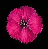 DIANTHUS, DIANTHUS