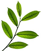 PRUNUS LAUROCERASUS, LAUREL