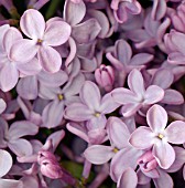 SYRINGA, LILAC