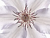 CLEMATIS, CLEMATIS