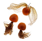 PHYSALIS, CHINESE LANTERN, CAPE GOOSEBERRY