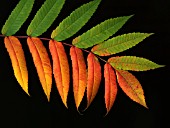 RHUS TYPHINA, SUMACH