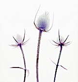 DIPSACUS FULLONUM, TEASEL