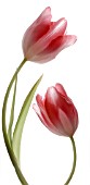 TULIPA, TULIP