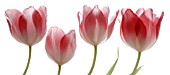 TULIPA, TULIP