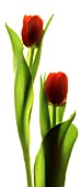 TULIPA, TULIP