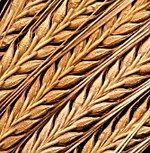 HORDEUM, BARLEY