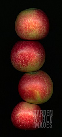 MALUS_DOMESTICA_DISCOVERY_APPLE