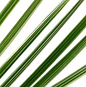 CLOSE UP PLANT PATTERN