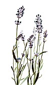 LAVANDULA AUGUSTIFOLIA, LAVENDER