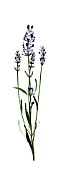 LAVANDULA AUGUSTIFOLIA, LAVENDER