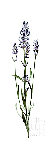 LAVANDULA_AUGUSTIFOLIA_LAVENDER