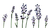 LAVANDULA AUGUSTIFOLIA, LAVENDER