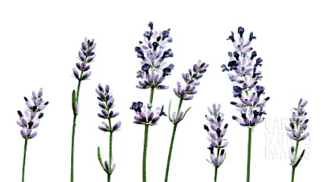 LAVANDULA_AUGUSTIFOLIA_LAVENDER