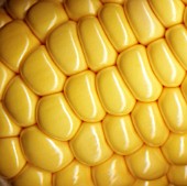 ZEA MAYS, SWEETCORN