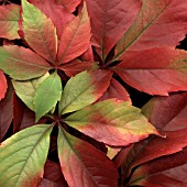 PARTHENOCISSUS HENRYANA, VIRGINIA CREEPER