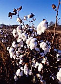 GOSSYPIUM, COTTON