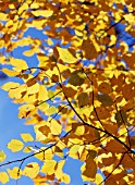 ACER RUBRUM, MAPLE - RED MAPLE