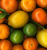 MIXED HARVESTED CITRUS; LEMON, LIME, ORANGE (STILL LIFE)