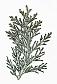 THUJOPSIS DOLABRATA, CONIFER