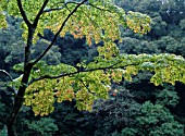 ACER, JAPANESE MAPLE