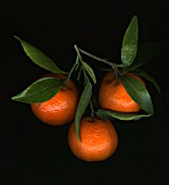 CITRUS SINENSIS, ORANGE