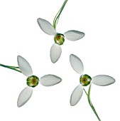 GALANTHUS, SNOWDROP