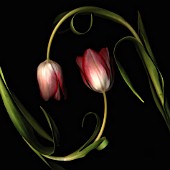 TULIPA, TULIP