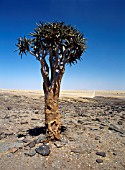 ALOE DICHOTOMA, QUIVER TREE