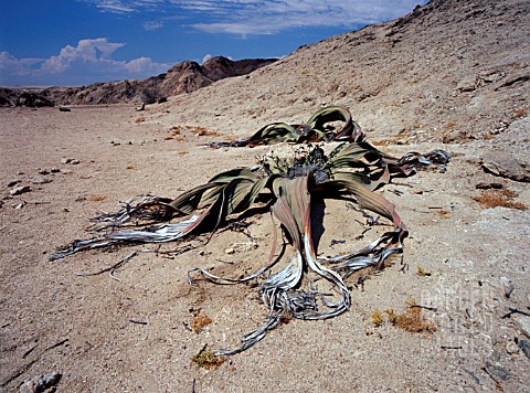 WELWITSCHIA_MIRABILIS