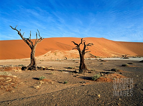 ACAIA_ERIOLOBA_CAMEL_THORN