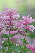 SALVIA HORMIMUM PINK SUNDAY