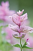 SALVIA HORMIMUM PINK SUNDAY, CLARY SAGE