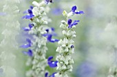 SALVIA FARINACEA STRATA, SAGE