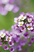 LOBULARIA MARITIMA ROYAL CARPET, ALYSSUM