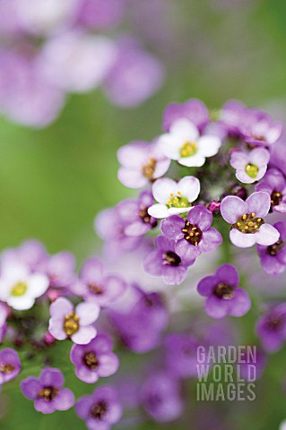 LOBULARIA_MARITIMA_ROYAL_CARPET_ALYSSUM