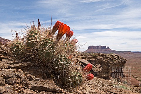 CACTUS_CACTUS