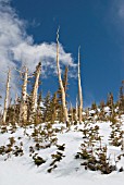 PINUS CONTORTA LATIFOLIA, PINE - LODGEPOLE PINE