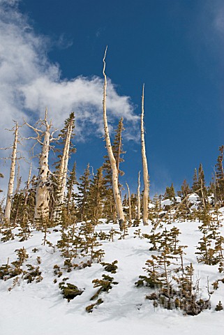 PINUS_CONTORTA_LATIFOLIA_PINE__LODGEPOLE_PINE