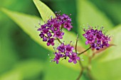 SPIRAEA JAPONICA GOLDEN SUNRISE, SPIRAEA